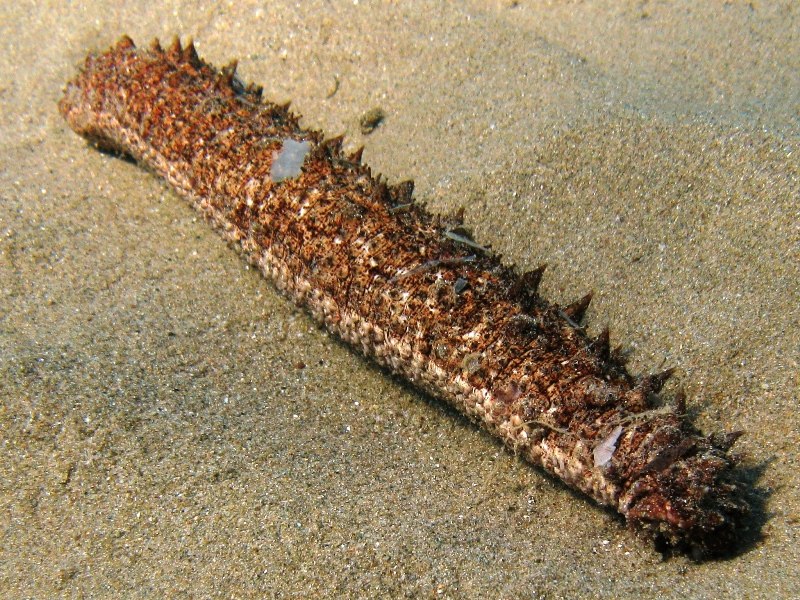 Colore apici delle papille di Holothuria tubulosa